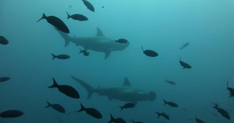 Les Galápagos : le graal, réservé aux confirmés