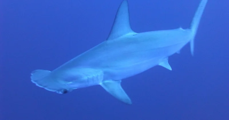 Fakarava, Polynésie française : le grand bleu et les requins gris